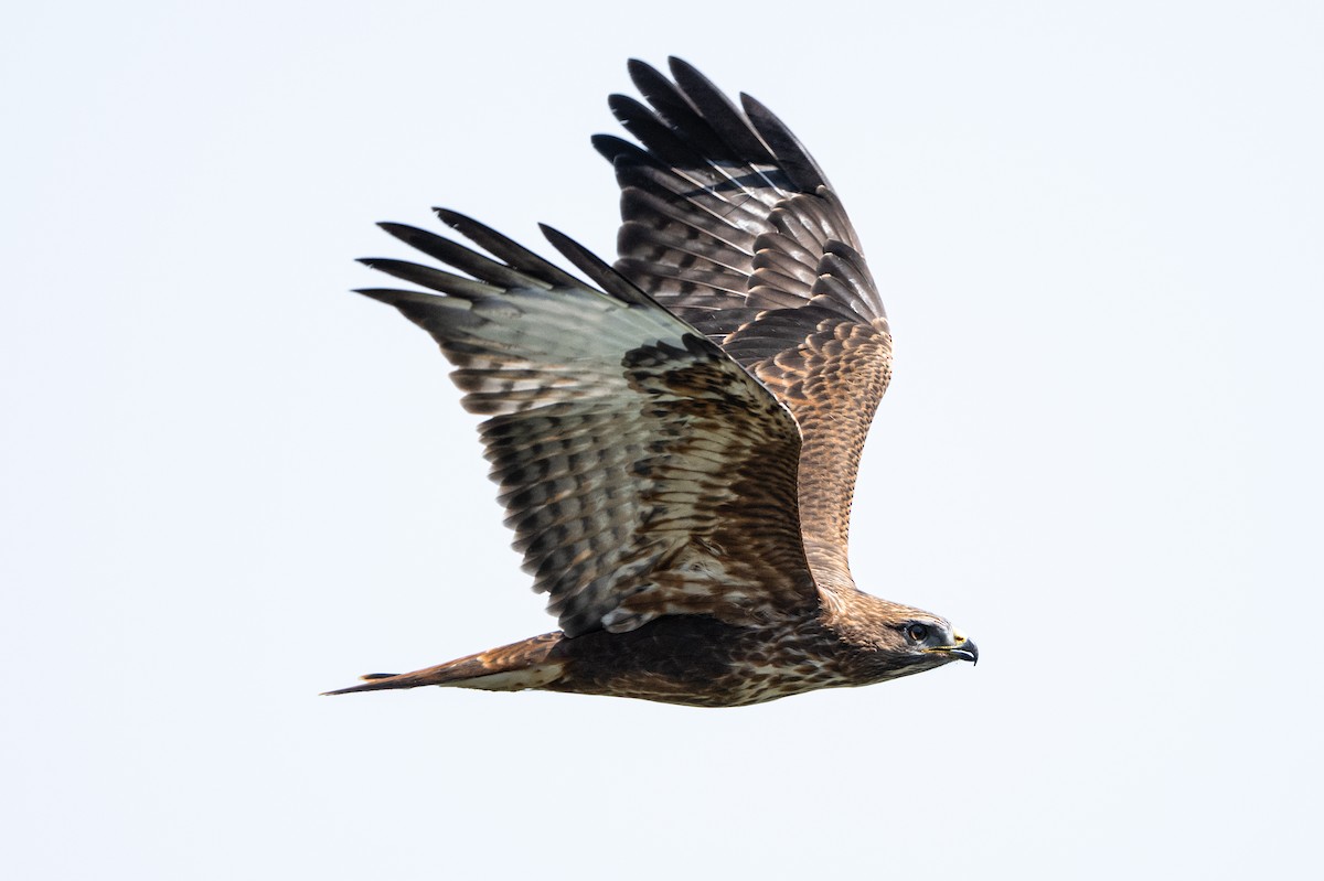Common Buzzard - ML646418276