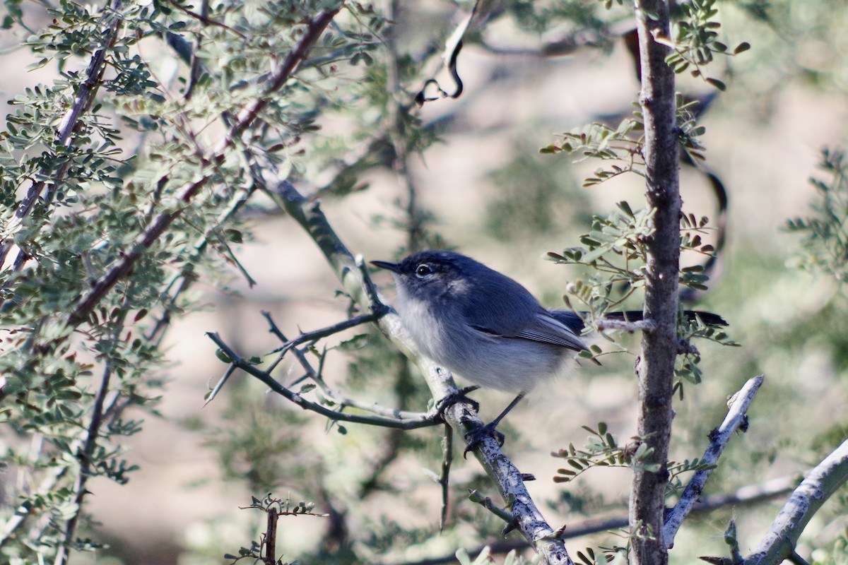 Black-tailed Gnatcatcher - ML646418277