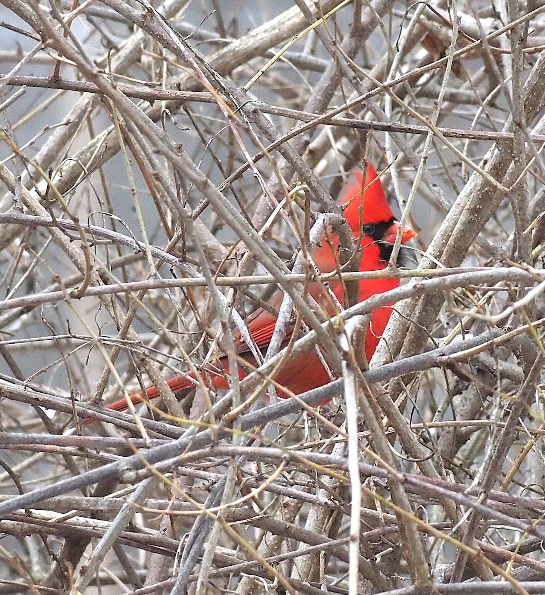 Northern Cardinal - ML646418280