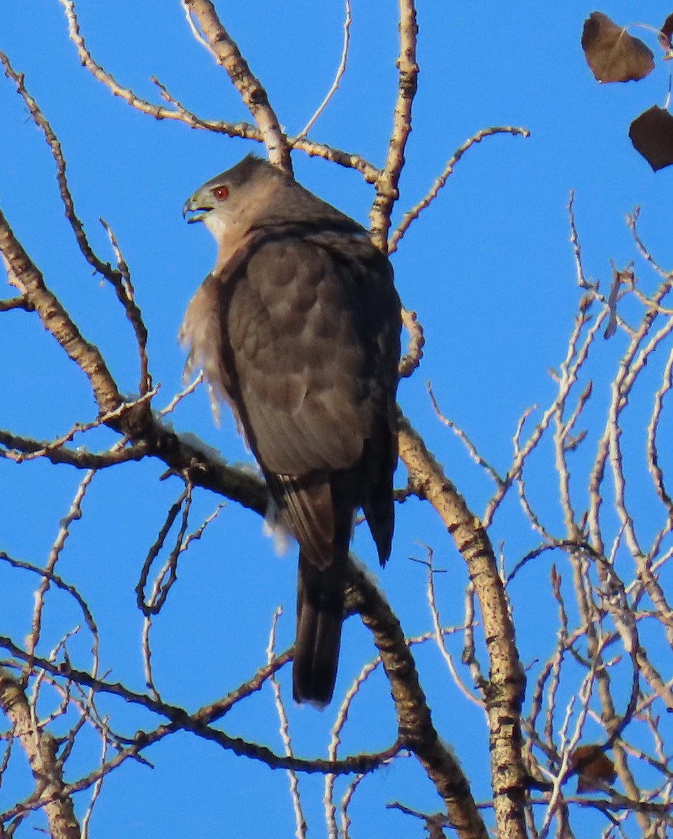 Cooper's Hawk - ML646418281