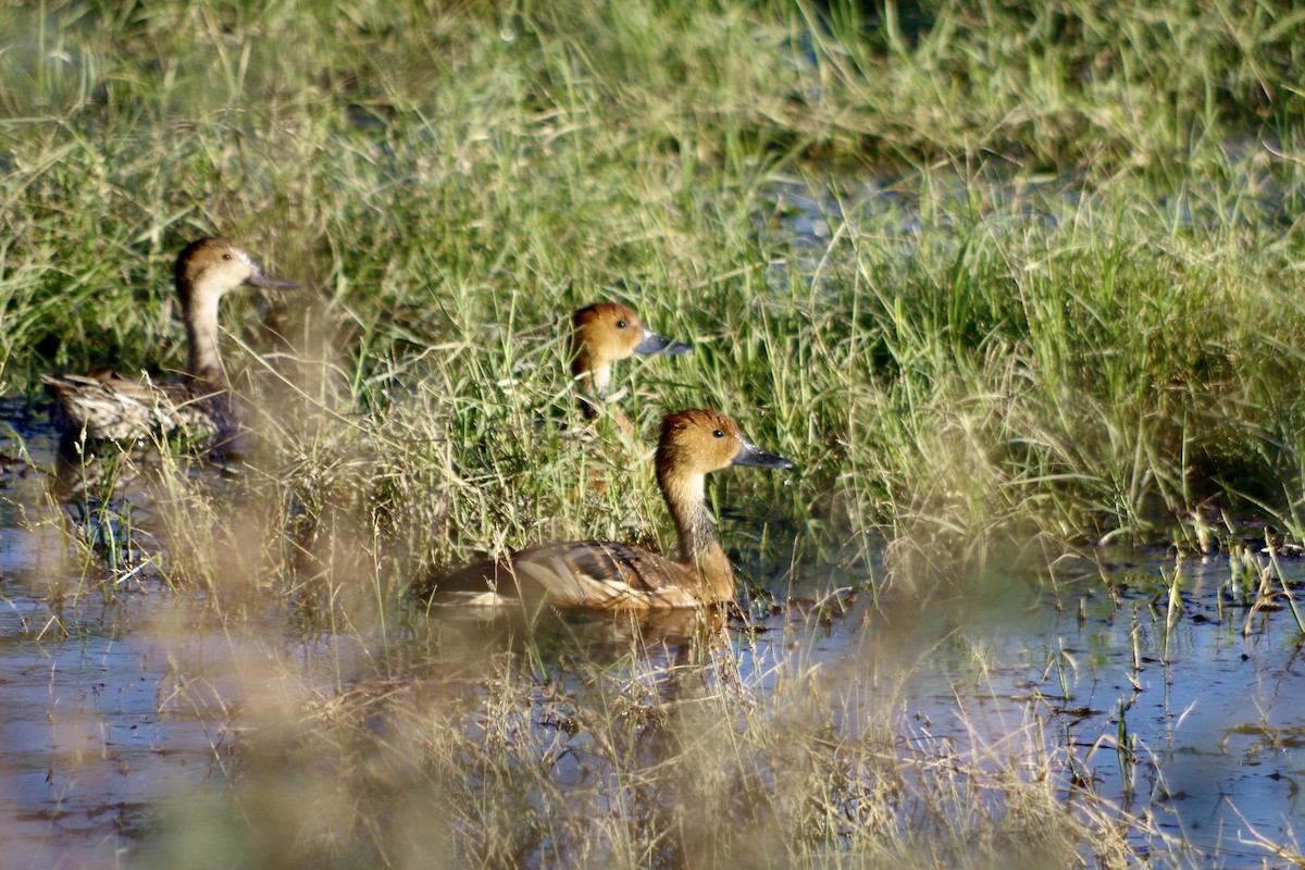 Fulvous Whistling-Duck - ML646418282