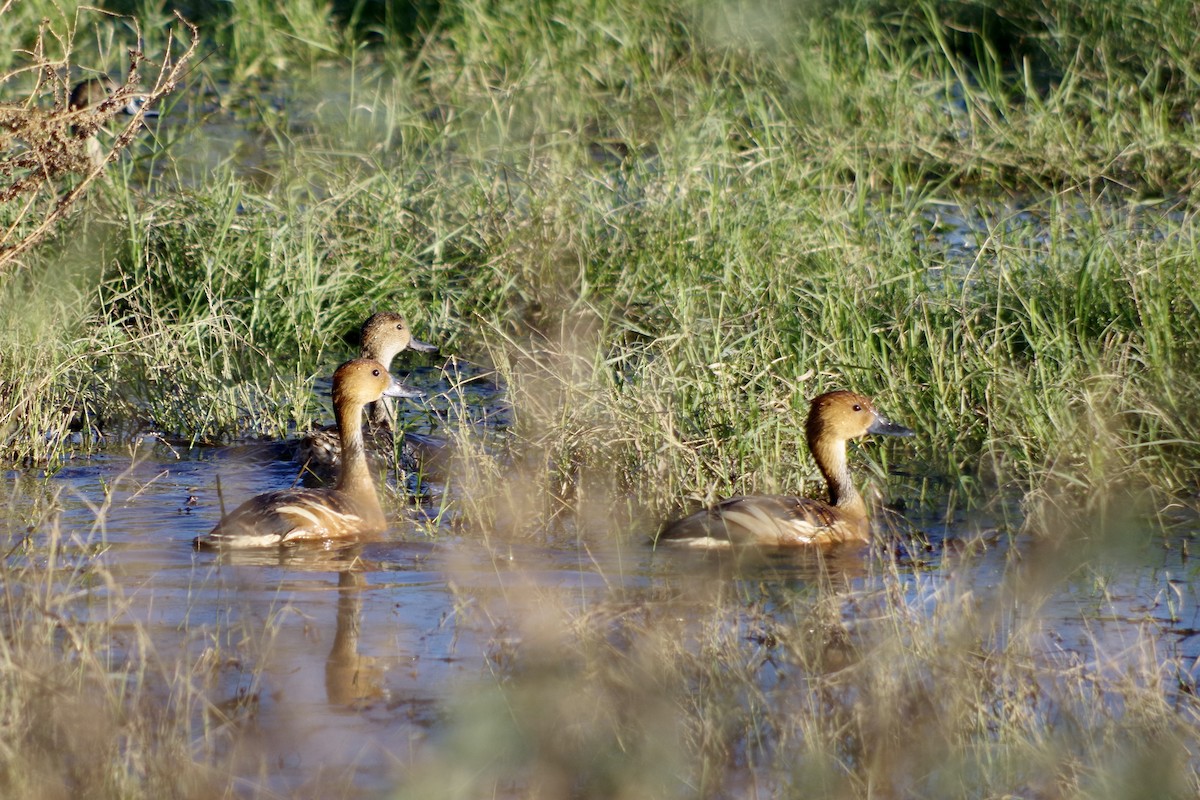 Fulvous Whistling-Duck - ML646418283