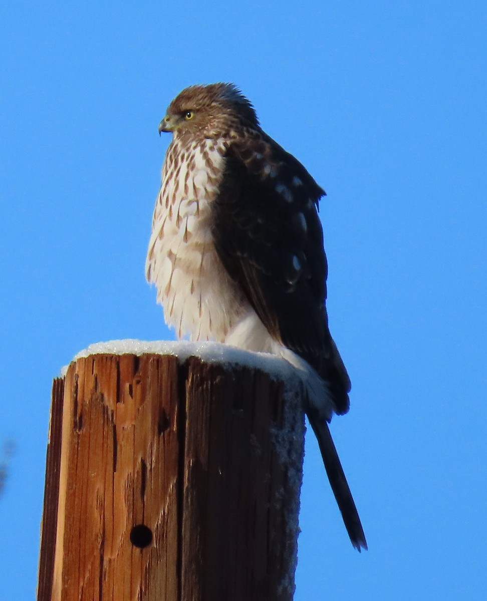 Cooper's Hawk - ML646418284