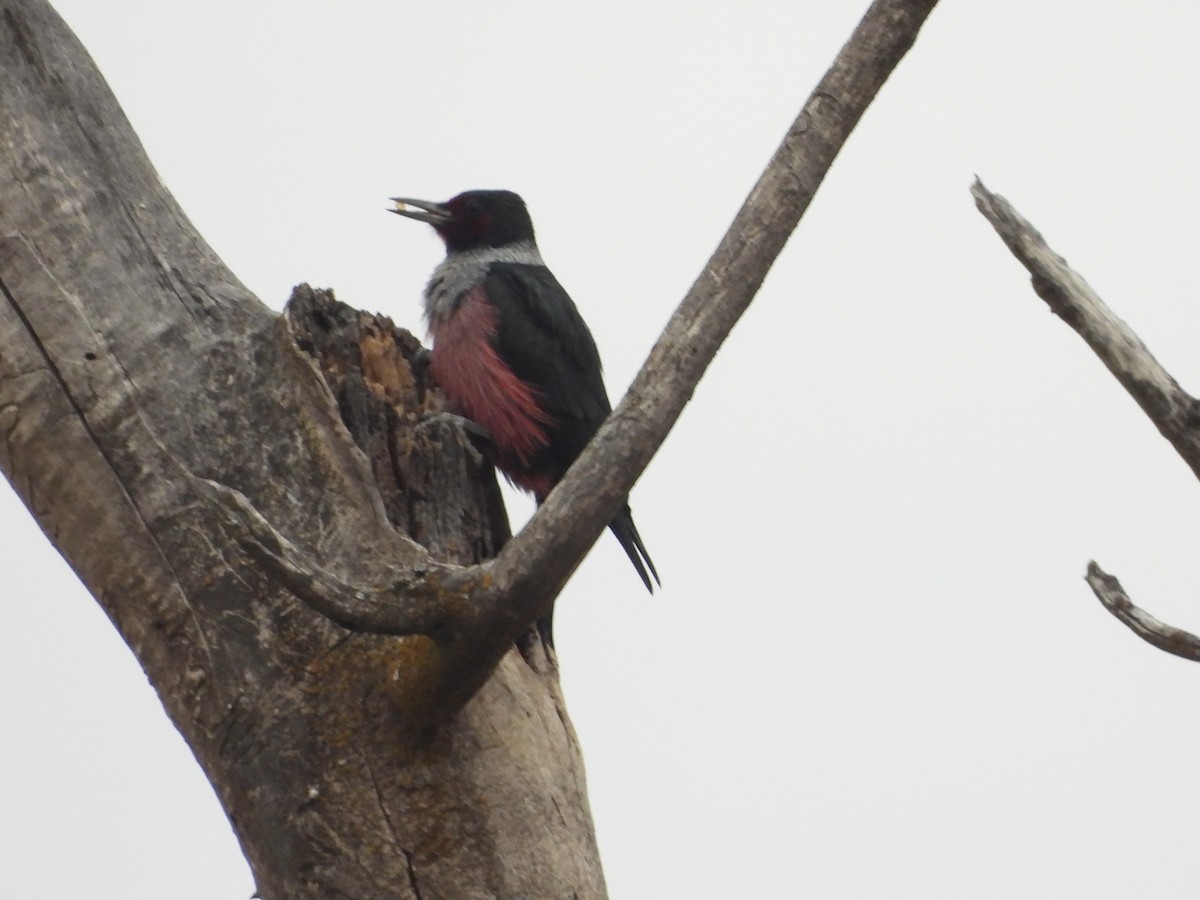 Blutgesichtspecht - ML646418289