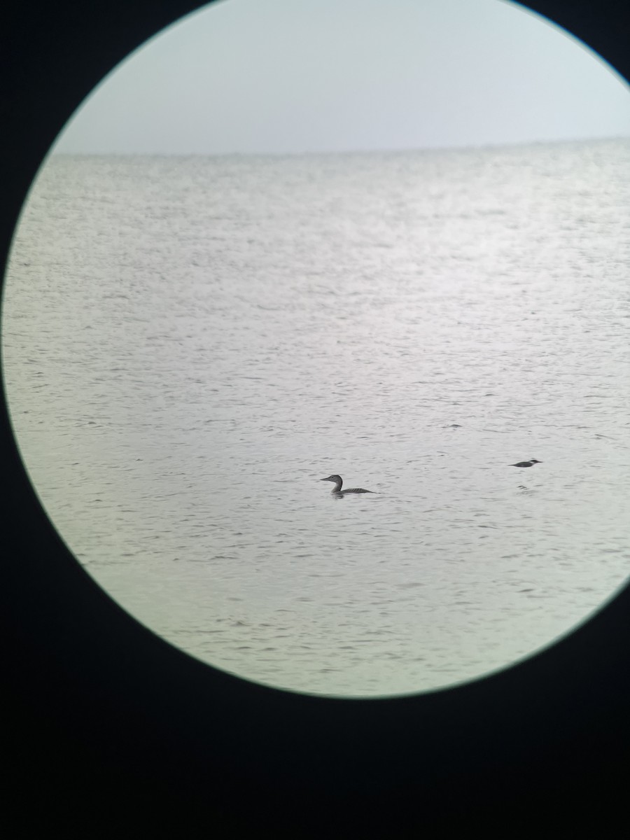 Yellow-billed Loon - ML646418290