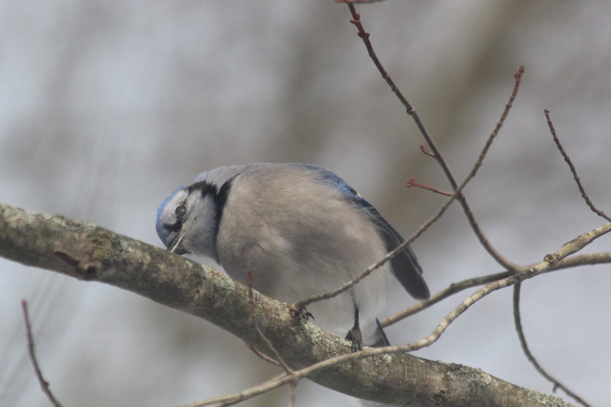 Blue Jay - ML646418292