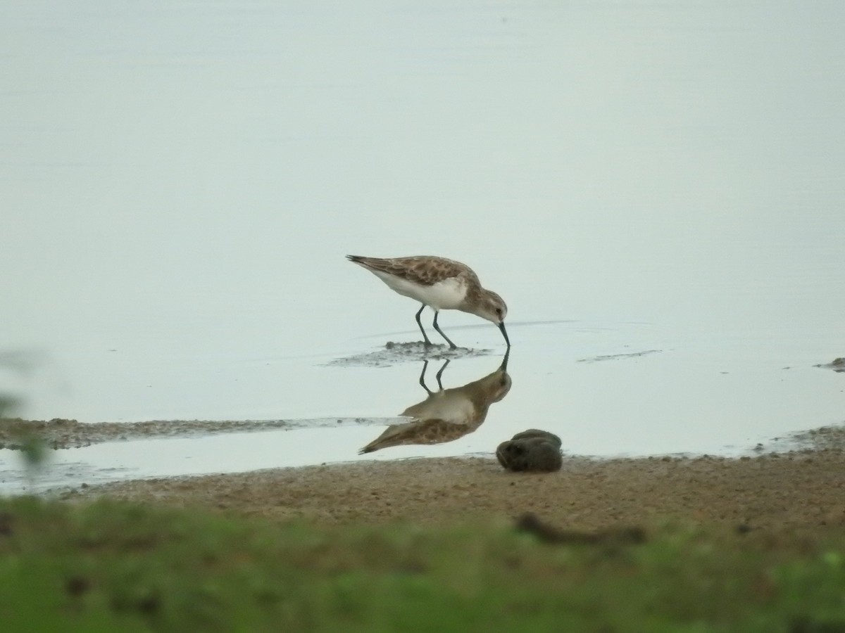 ヨーロッパトウネン - ML646418295