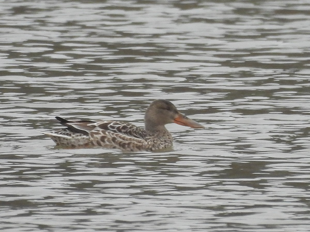 Northern Shoveler - ML646418297