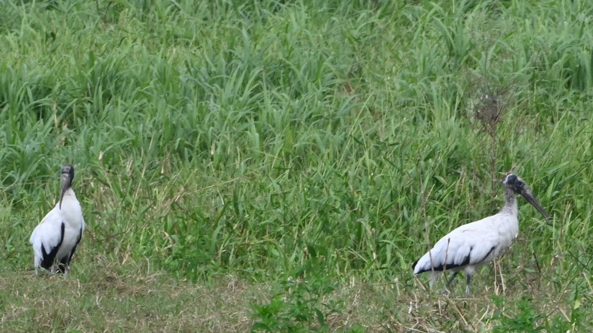 nesyt americký - ML646418298