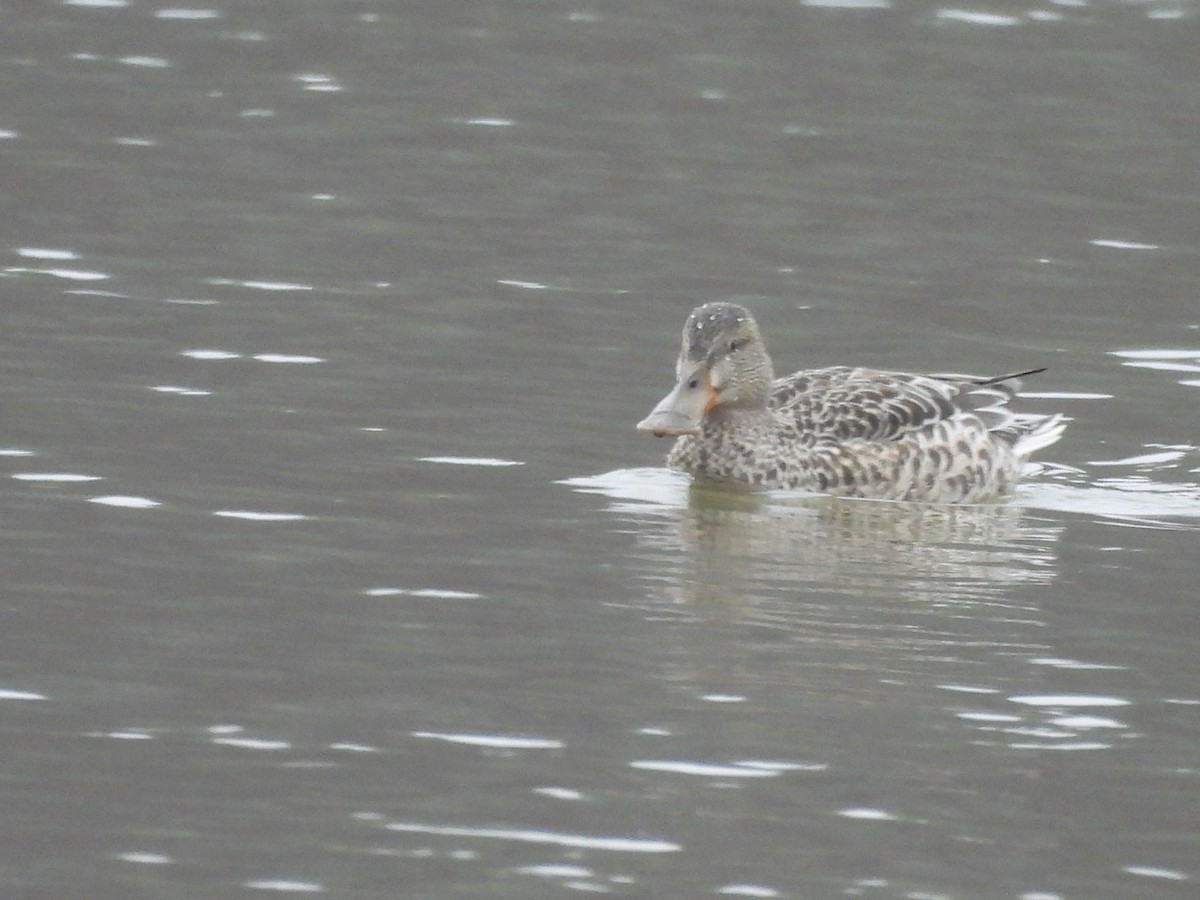 Northern Shoveler - ML646418302