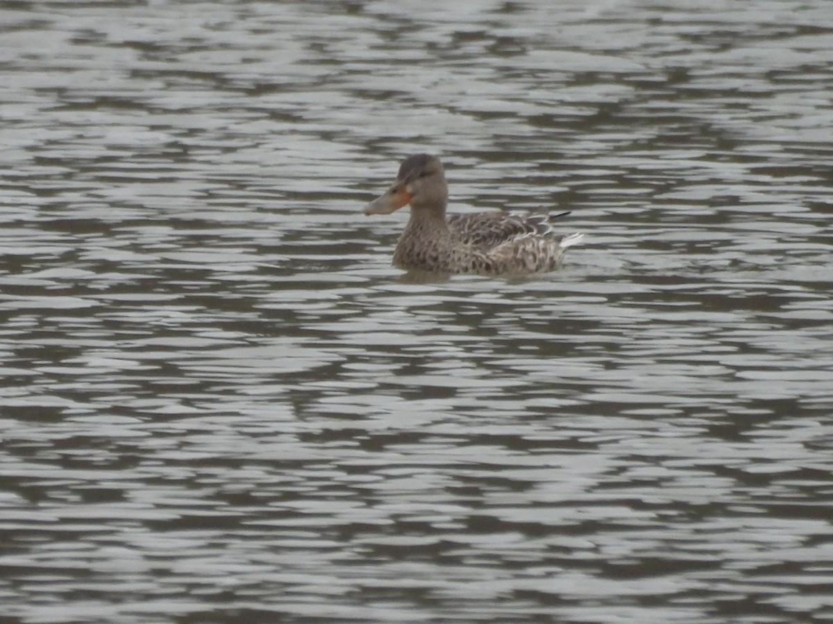 Northern Shoveler - ML646418303