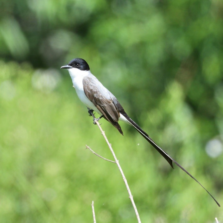Fork-tailed Flycatcher - ML646418307