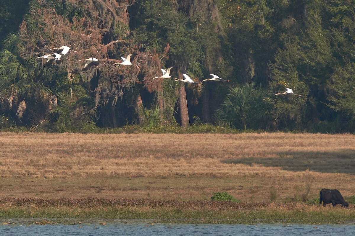 Wood Stork - ML646418311
