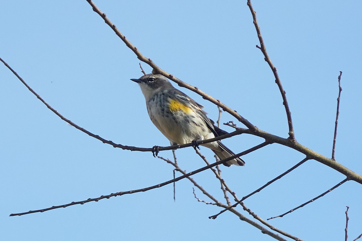 Yellow-rumped Warbler - ML646418312