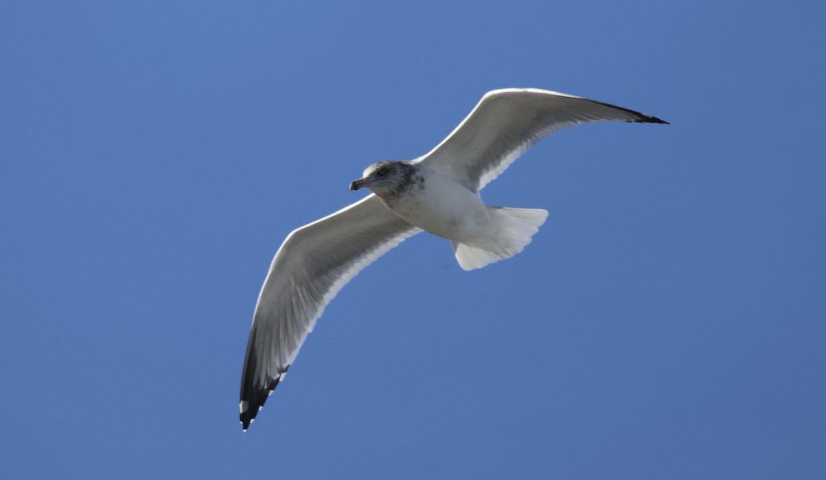 American Herring Gull - ML646418314