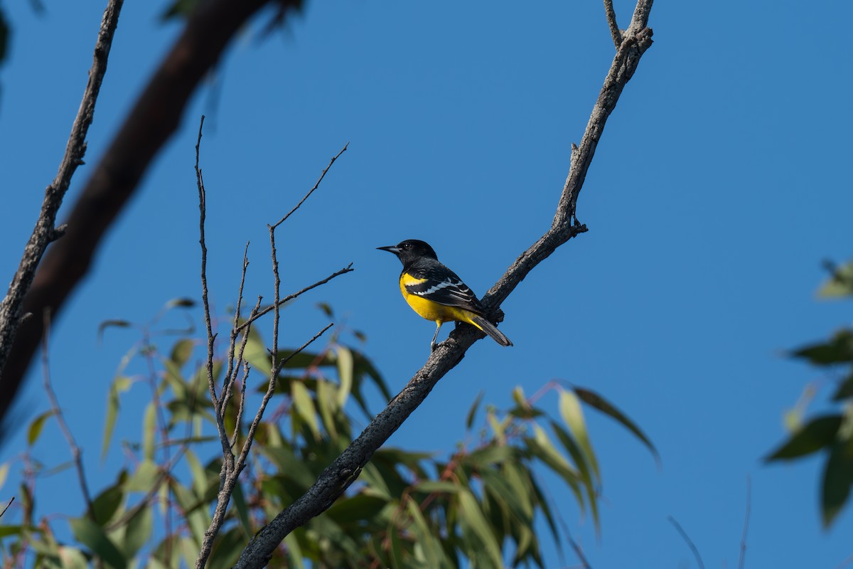 Scott's Oriole - ML646418316