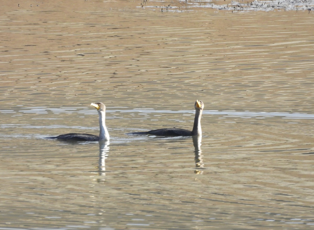 Cormoran à aigrettes - ML646418317