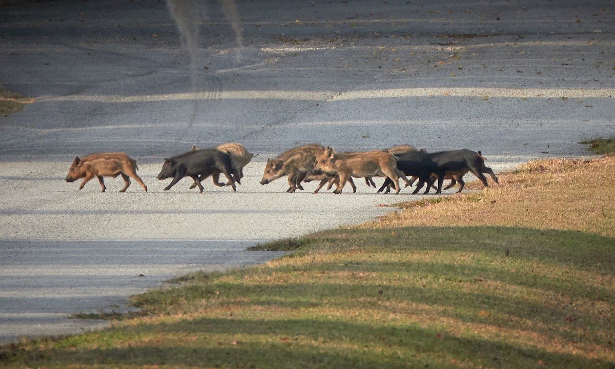 Animals - ML646418318