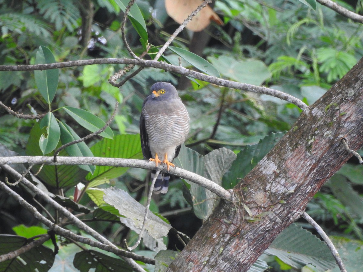 káně krahujová - ML646418321