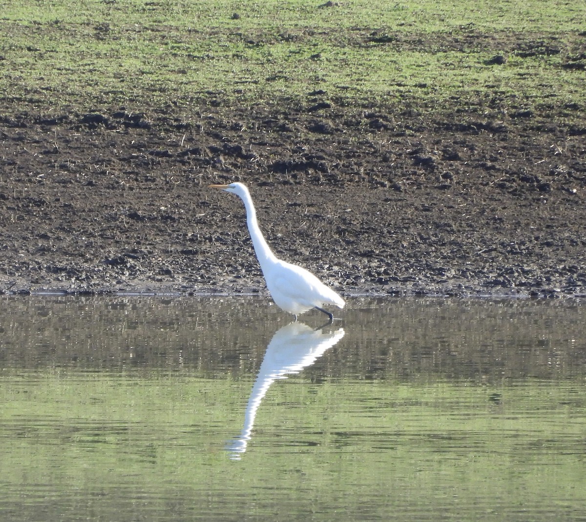 Great Egret - ML646418322