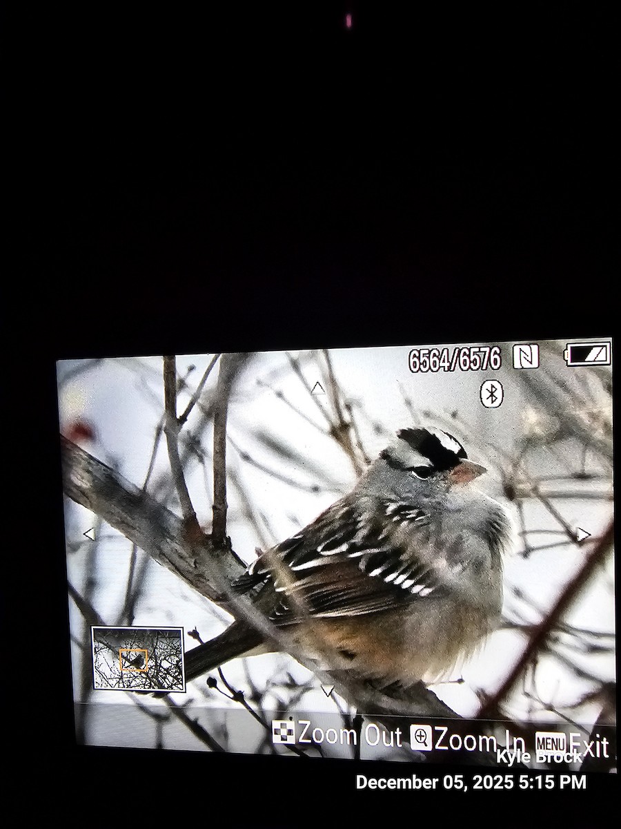 White-crowned Sparrow - ML646418323