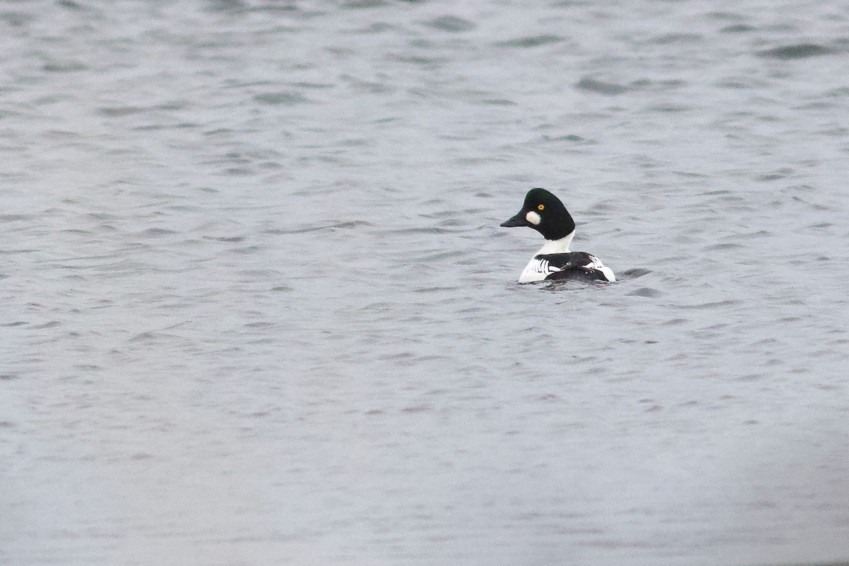 鵲鴨 - ML646418327