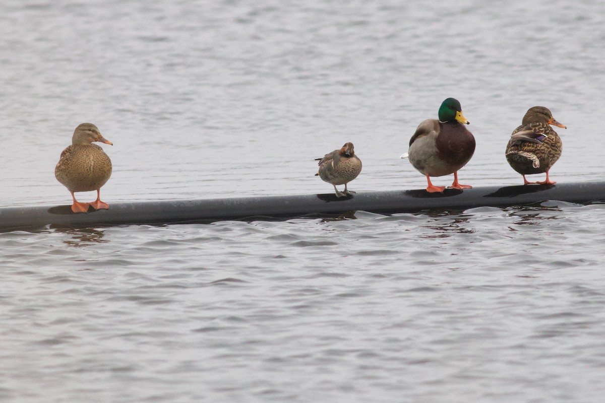 小水鴨(carolinensis) - ML646418330