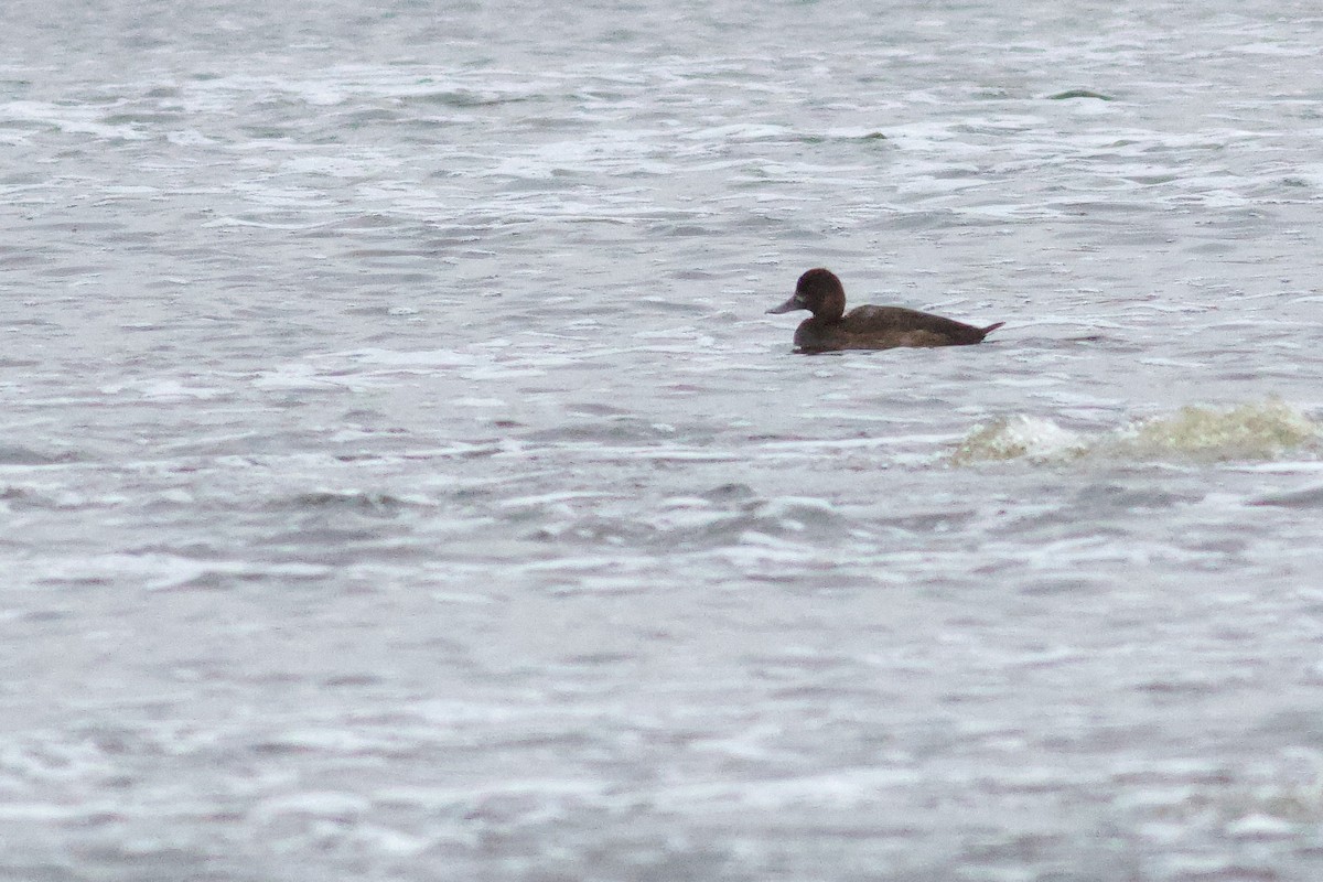 小斑背潛鴨 - ML646418331
