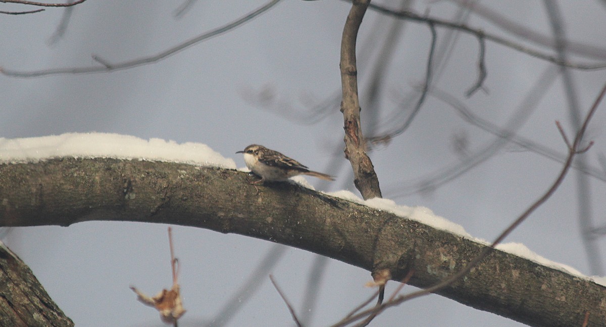 Brown Creeper - ML646418332
