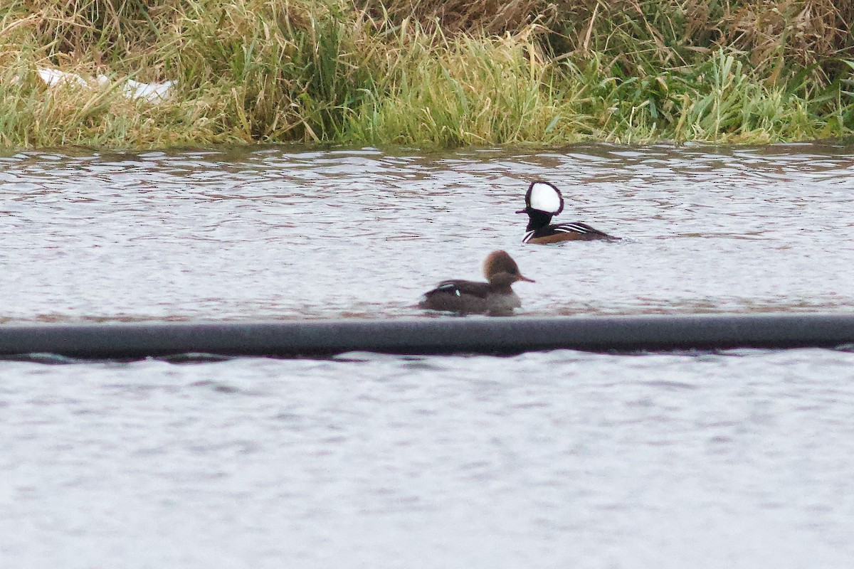 Hooded Merganser - ML646418335