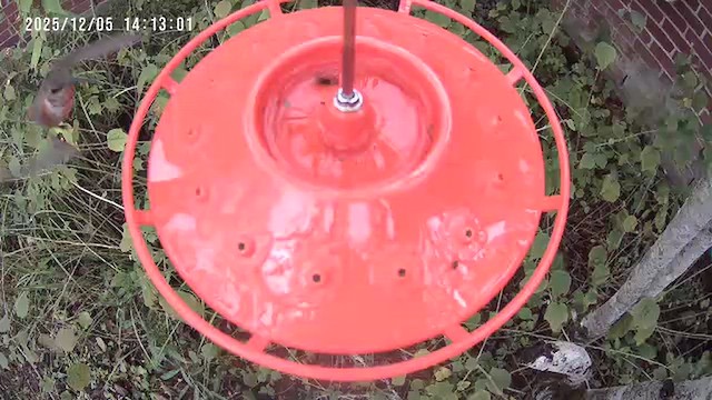 Rufous Hummingbird - ML646418343