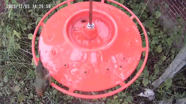 Rufous Hummingbird - ML646418344