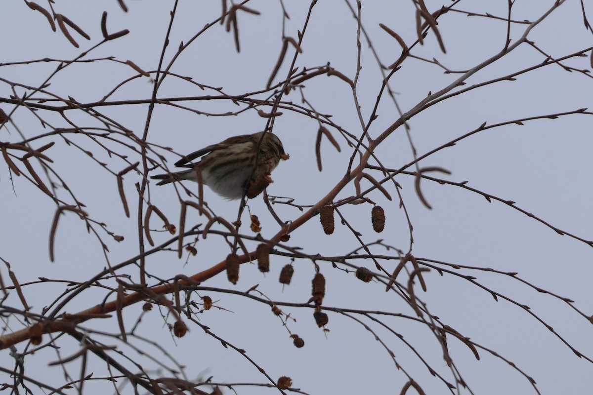 Redpoll - ML646418356