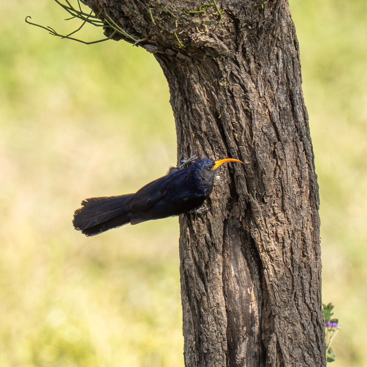 Irrisor à cimeterre - ML646418360