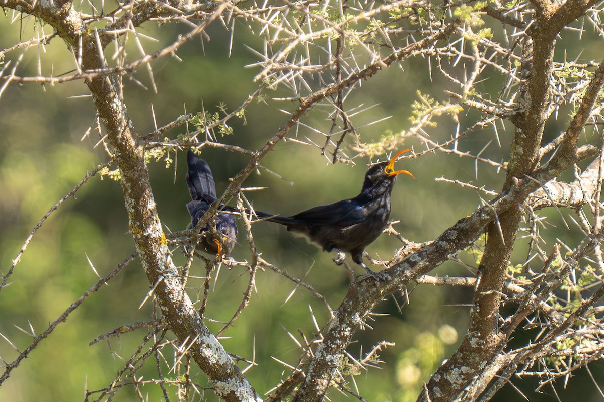 Abyssinian Scimitarbill - ML646418361