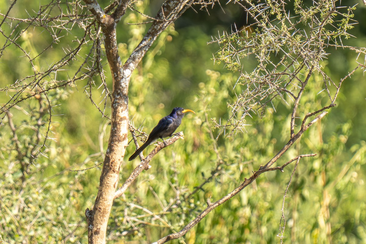 Irrisor à cimeterre - ML646418362