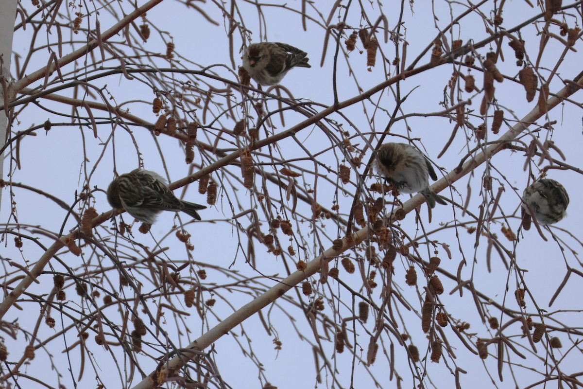 Redpoll - ML646418363