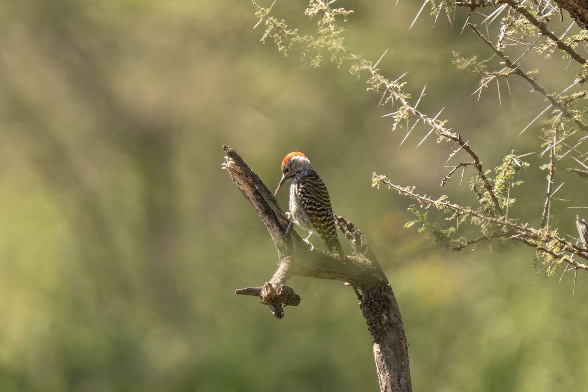 Cardinal Woodpecker - ML646418377