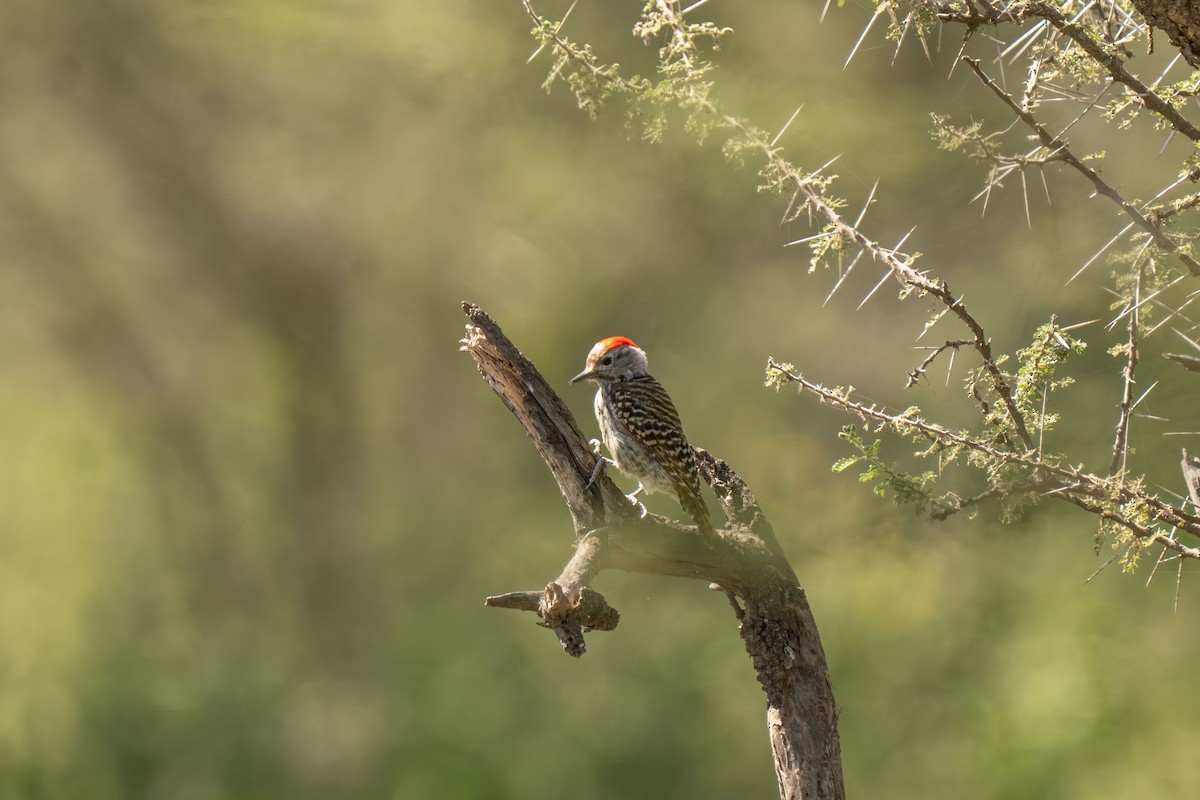 Cardinal Woodpecker - ML646418378
