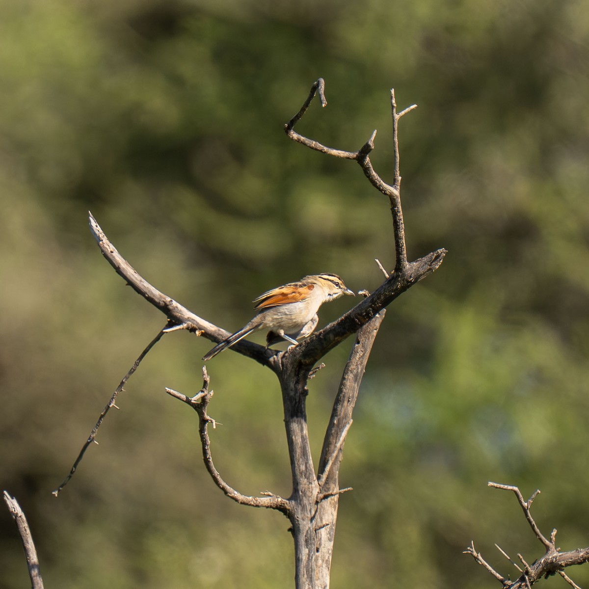 Brown-crowned Tchagra - ML646418387