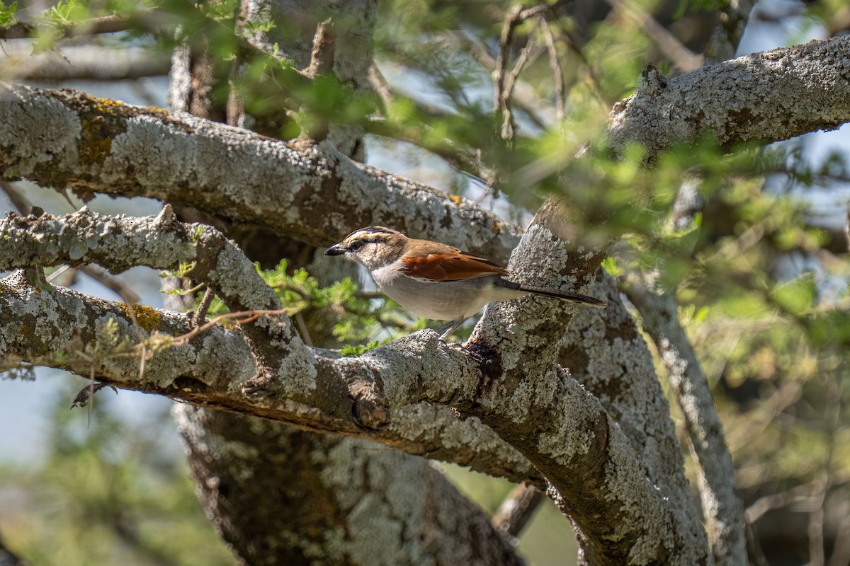 Brown-crowned Tchagra - ML646418388