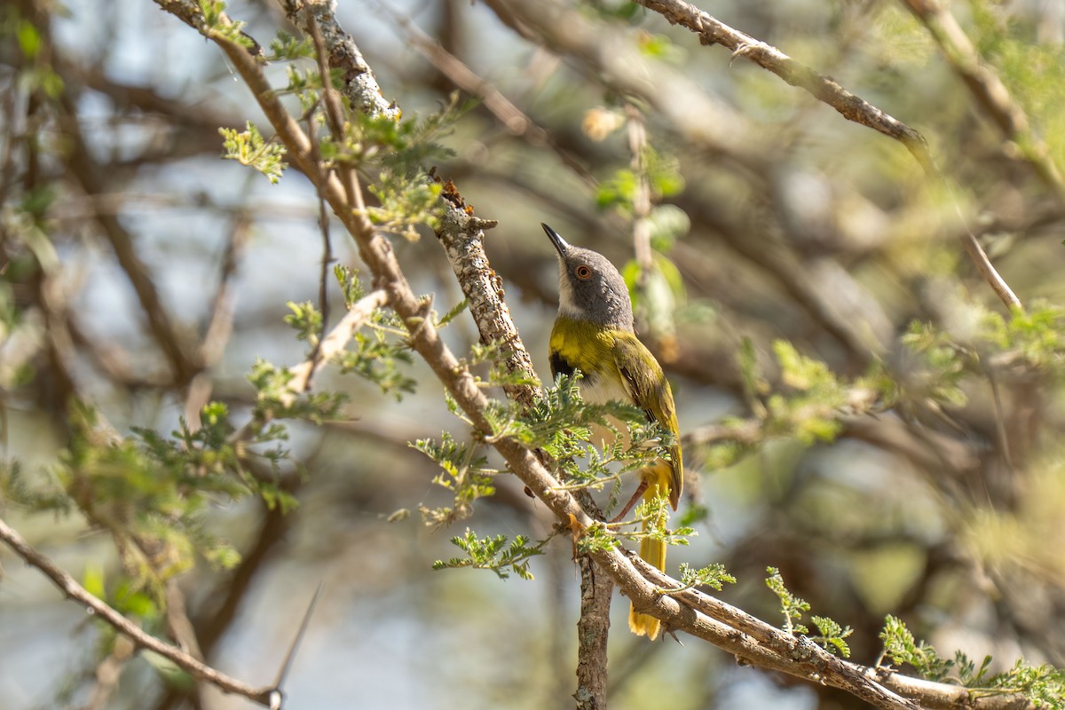 Yellow-breasted Apalis - ML646418393