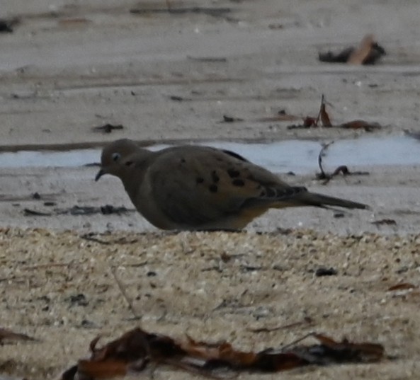 Uzun Kuyruklu Kumru - ML646418397