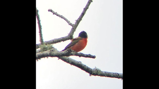 Painted Bunting - ML646418400