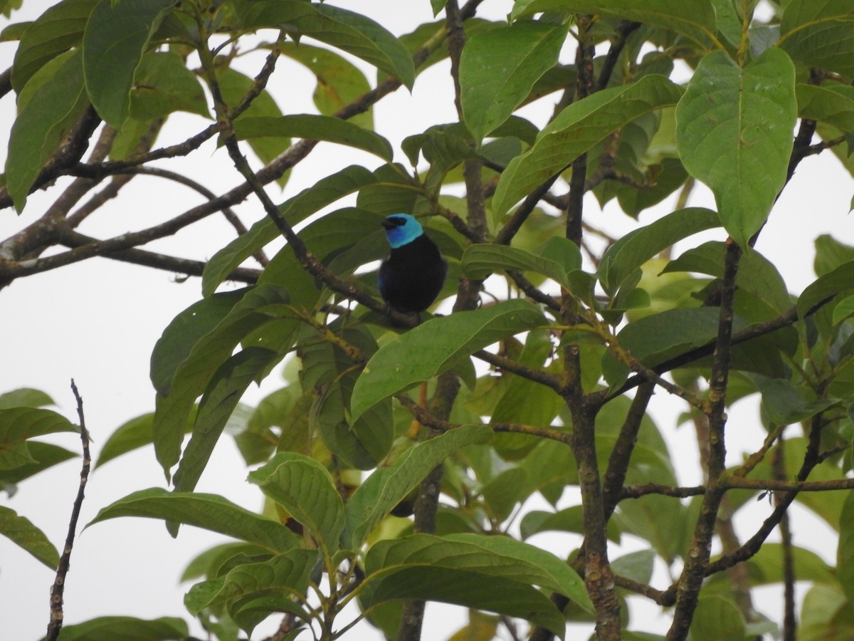 Танагра блакитношия - ML646418401