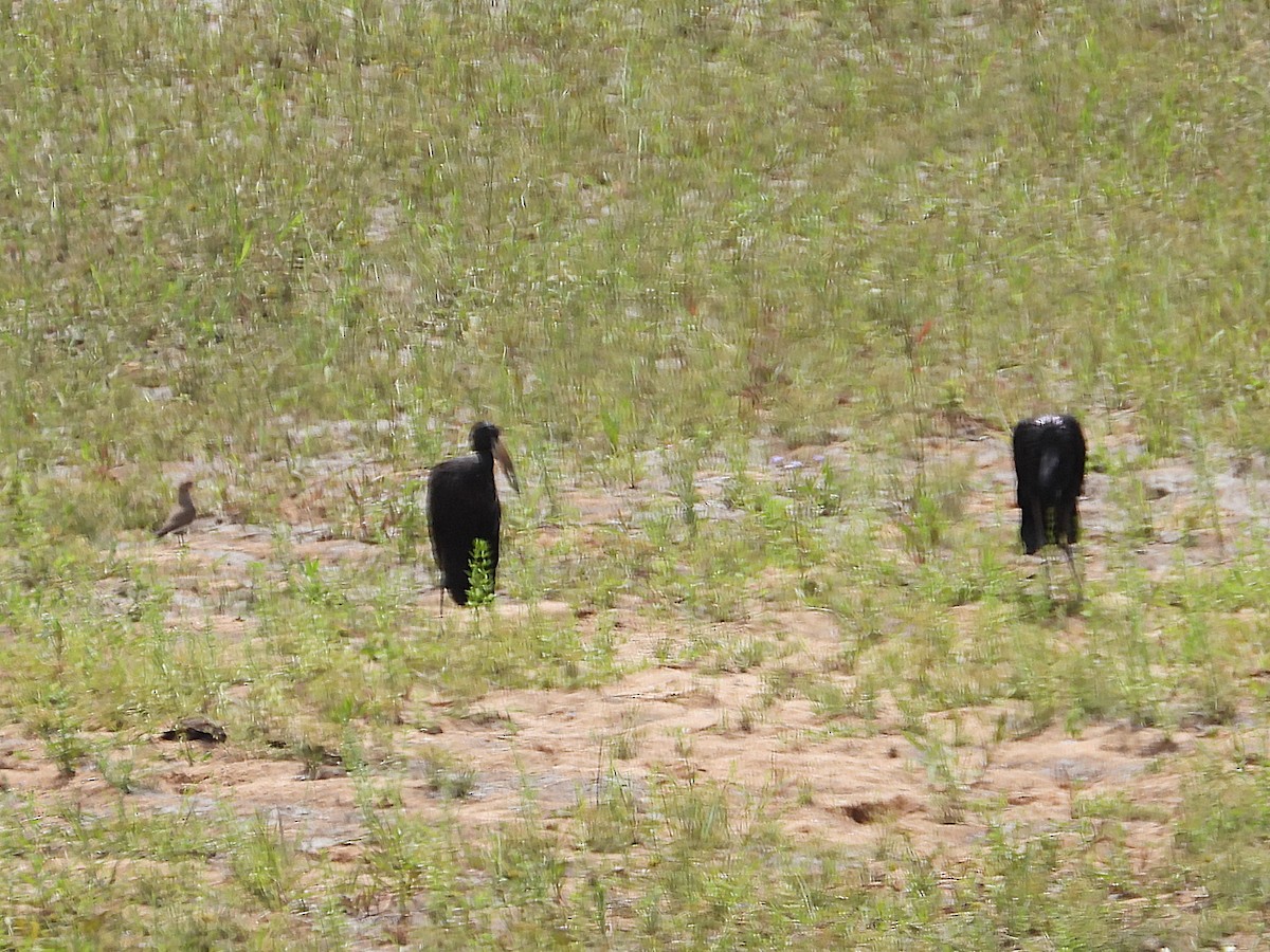 zejozob africký - ML646418403