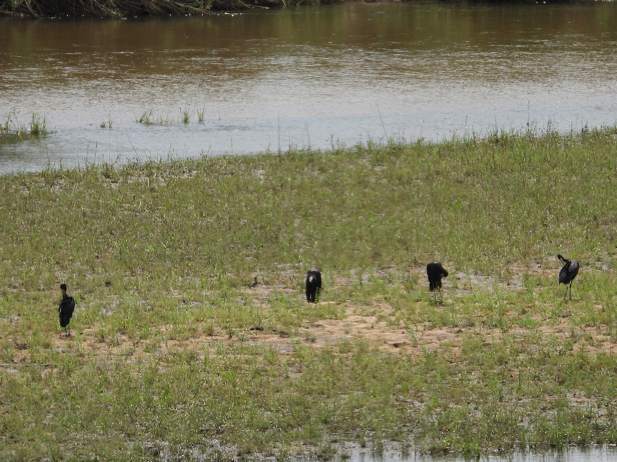 zejozob africký - ML646418404