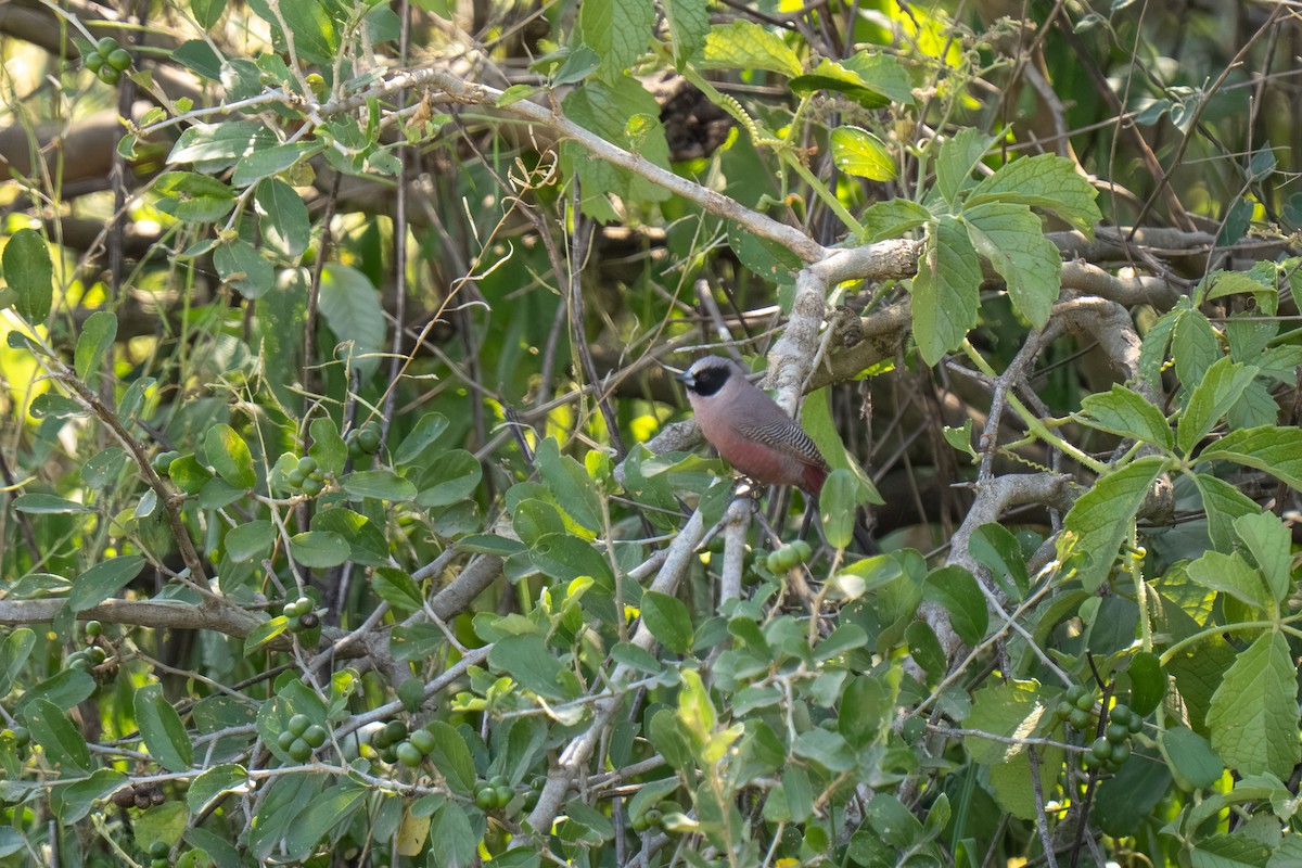 Black-faced Waxbill - ML646418407