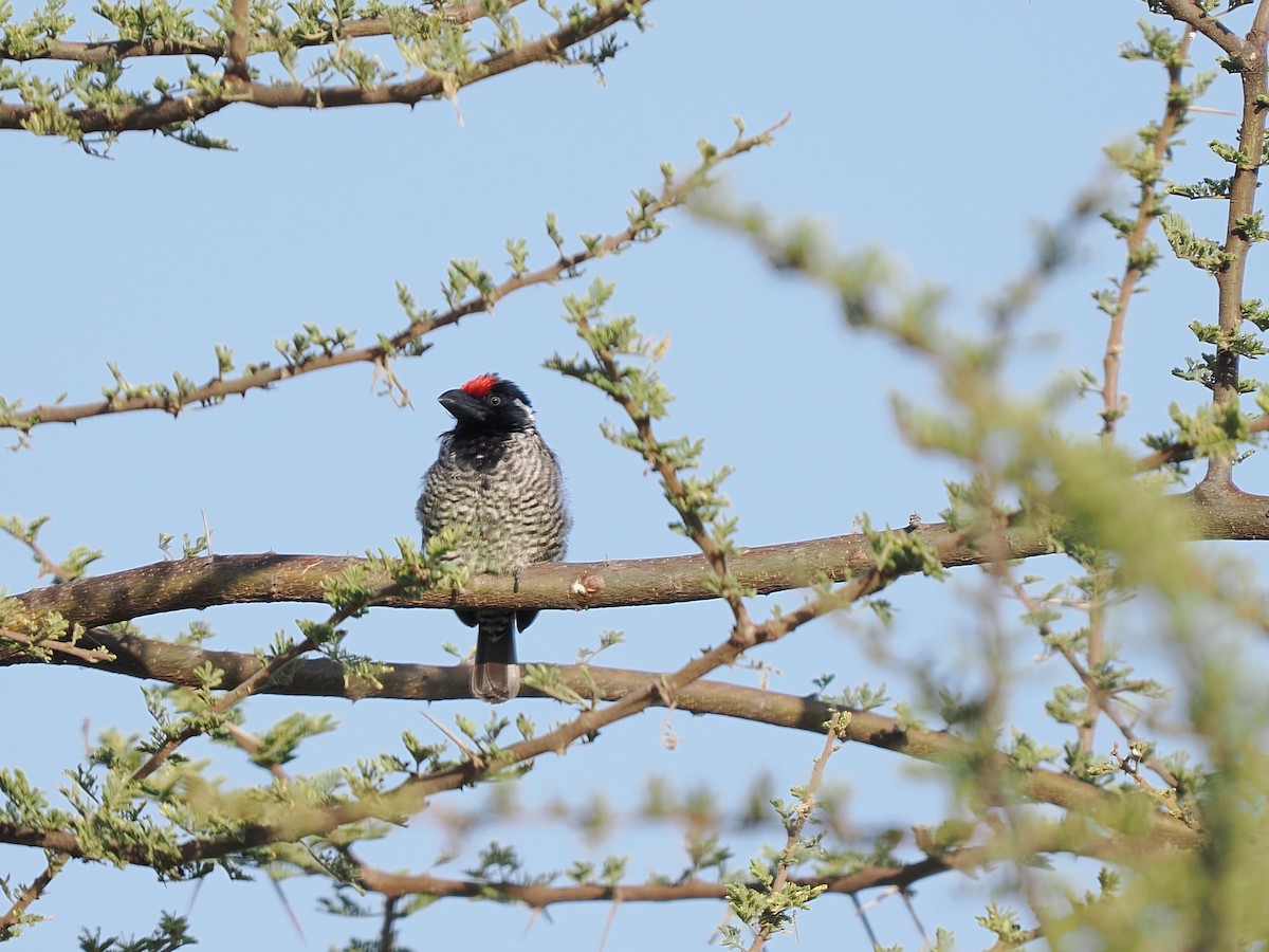 Banded Barbet - ML646418408