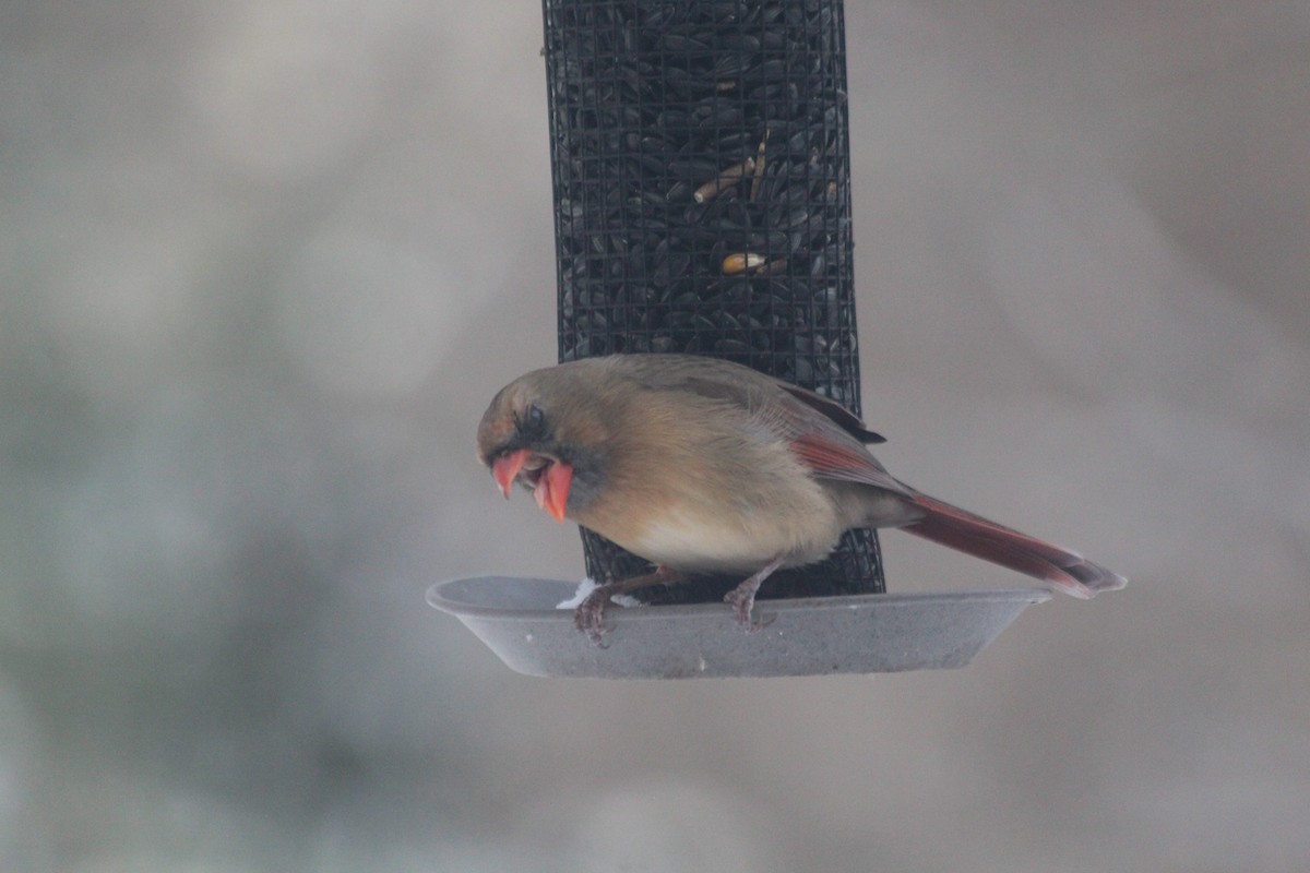 Northern Cardinal - ML646418409